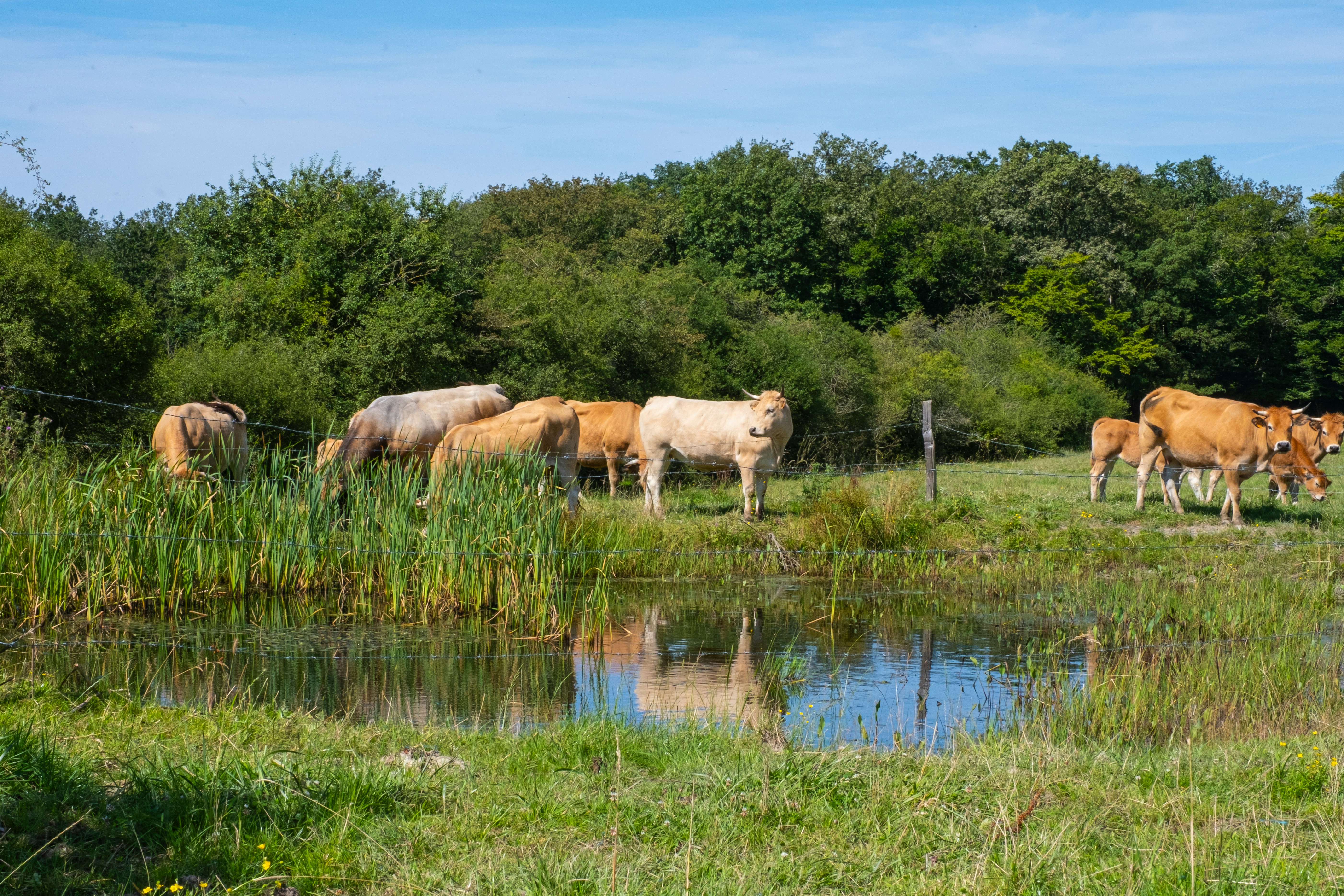 Ländliche Idylle in Wallonien – Kühe auf grüner Weide